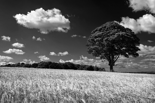 Barley Field and Lone Tree                         Picture Board by Darren Galpin