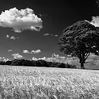 Buy canvas prints of Barley Field and Lone Tree                         by Darren Galpin