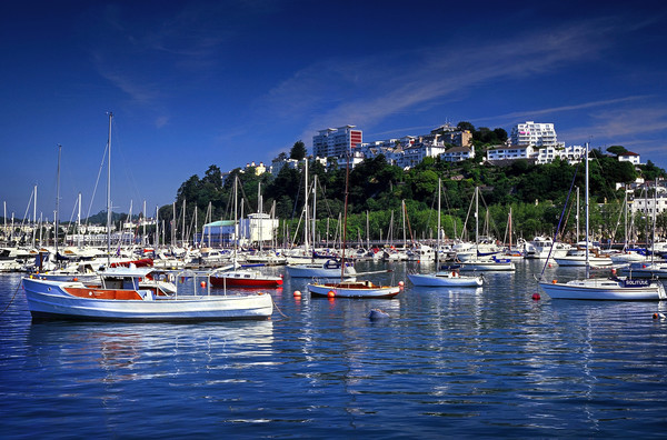 Torquay Harbour Picture Board by Darren Galpin