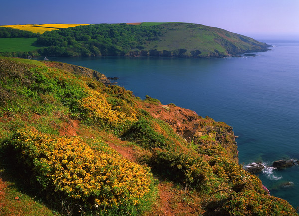 Yealm Estuary near Wembury Picture Board by Darren Galpin