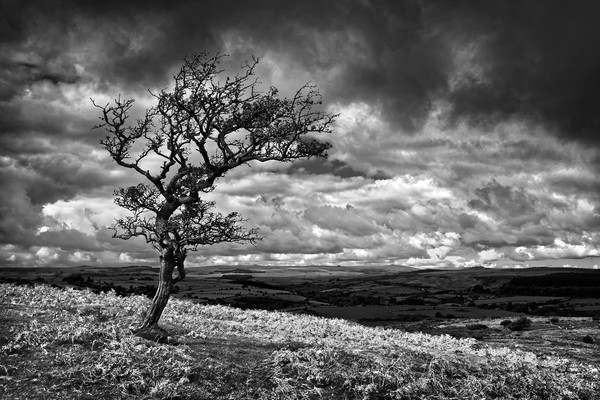 Dark Clouds over Combestone Tor                    Picture Board by Darren Galpin