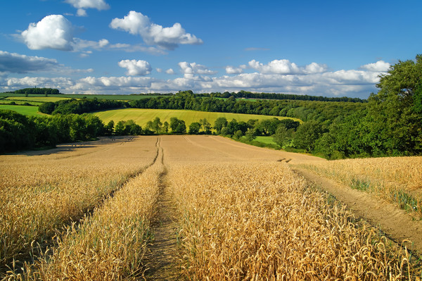   Wheat Field near Wentworth                       Picture Board by Darren Galpin