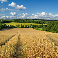 Buy canvas prints of   Wheat Field near Wentworth                       by Darren Galpin