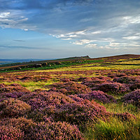 Buy canvas prints of Heather around Over Owler Tor                      by Darren Galpin