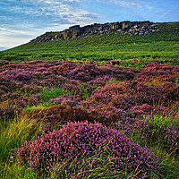 Buy canvas prints of Higger Tor Heather                               by Darren Galpin