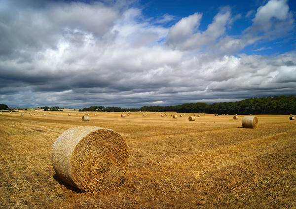  Hay Bales in South Yorkshire                      Picture Board by Darren Galpin