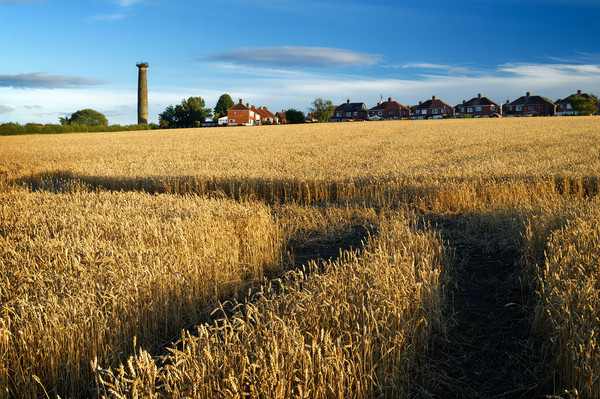 Keppels Column and Field of Wheat                  Picture Board by Darren Galpin