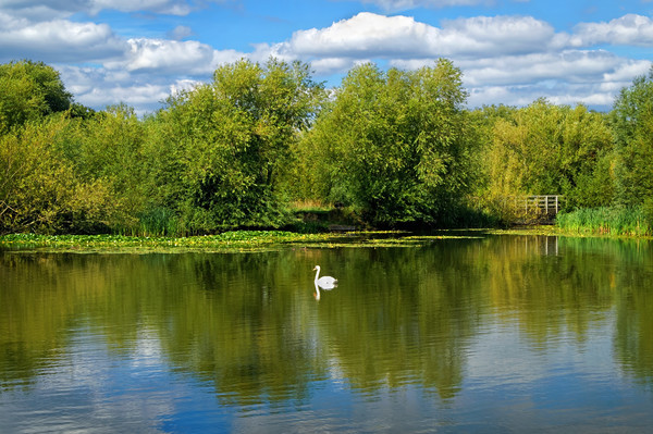 Swan Lake                              Picture Board by Darren Galpin