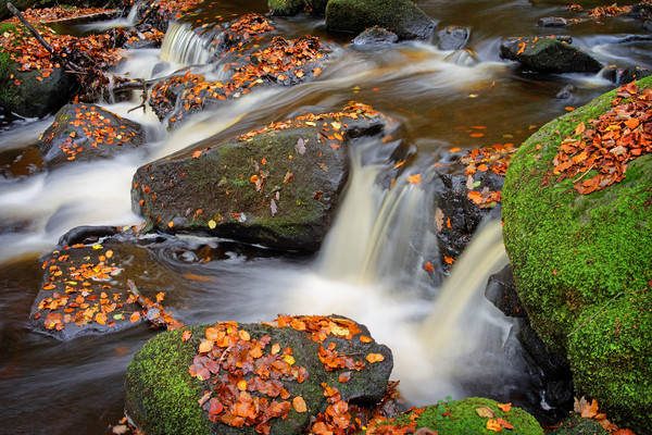 Padley Gorge in Autumn                             Picture Board by Darren Galpin