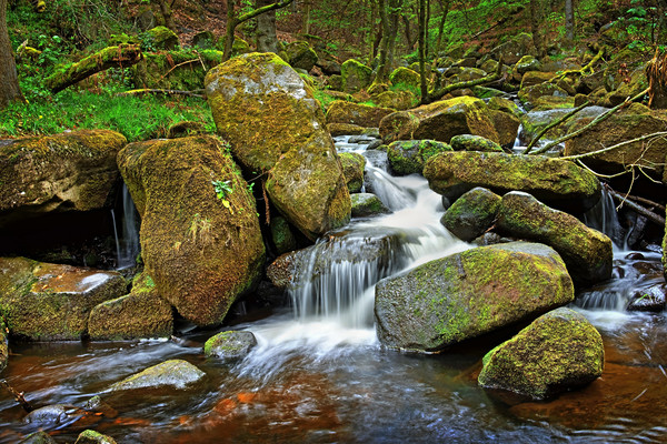 Padley Gorge                                Picture Board by Darren Galpin
