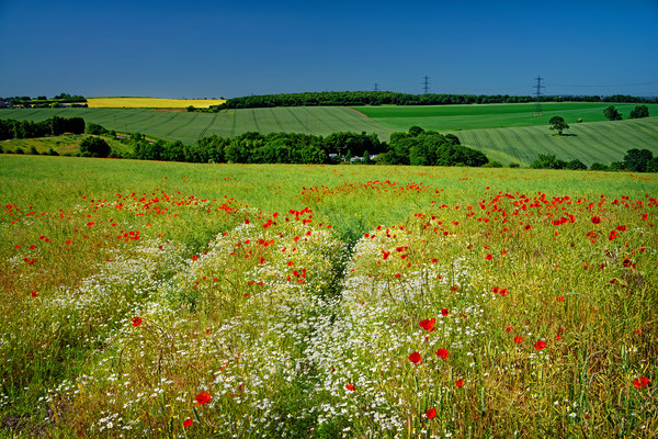 Poppies and Chamomile                              Picture Board by Darren Galpin
