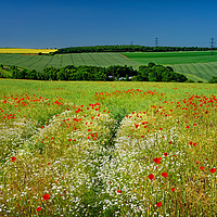 Buy canvas prints of Poppies and Chamomile                              by Darren Galpin