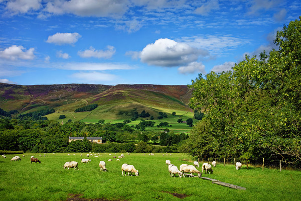 Sheep Grazing at Edale                             Picture Board by Darren Galpin