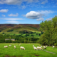 Buy canvas prints of Sheep Grazing at Edale                             by Darren Galpin