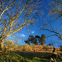 Buy canvas prints of Colmers Hill by Darren Galpin