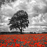 Buy canvas prints of Baslow Poppies by Darren Galpin