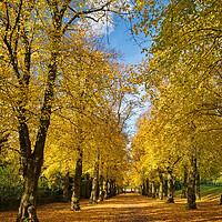 Buy canvas prints of Avenue of Gold  by Darren Galpin