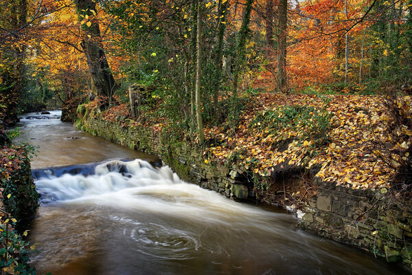 Porter Brook Falls,Endcliffe Park,Sheffield   Picture Board by Darren Galpin
