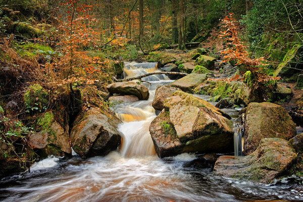 Wyming Brook in Autumn Picture Board by Darren Galpin