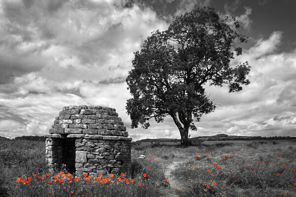 Stone Hut & Tree, Baslow, Derbyshire  Picture Board by Darren Galpin