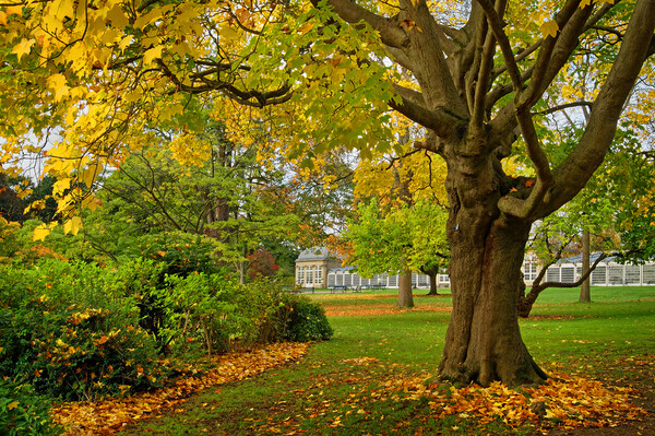 Sheffield Botanical Gardens in Autumn Picture Board by Darren Galpin