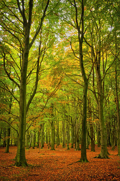 Wombwell Wood in Autumn Picture Board by Darren Galpin