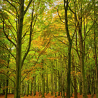 Buy canvas prints of Wombwell Wood in Autumn by Darren Galpin