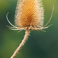 Buy canvas prints of Teasel by Darren Galpin
