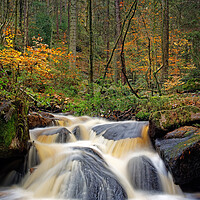 Buy canvas prints of Wyming Brook in Autumn    by Darren Galpin