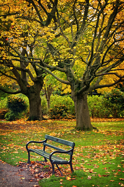 Autumn Bench Picture Board by Darren Galpin