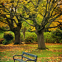 Buy canvas prints of Autumn Bench by Darren Galpin