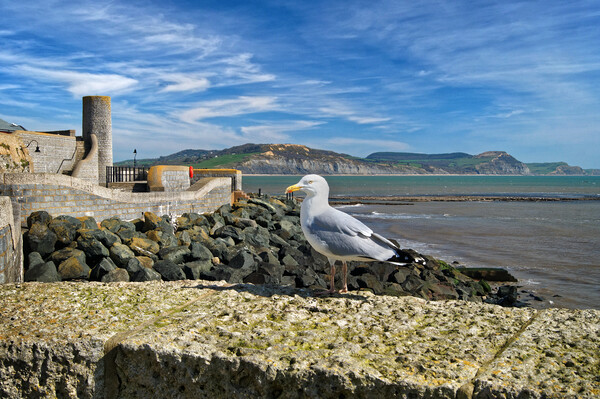 Lyme Bay and Gun Cliff Walk Picture Board by Darren Galpin