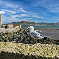 Buy canvas prints of Lyme Bay and Gun Cliff Walk by Darren Galpin