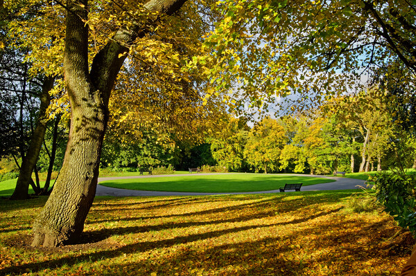 Locke Park in Autumn Picture Board by Darren Galpin