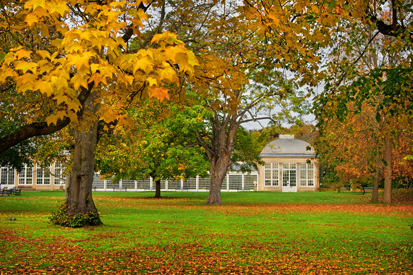 Sheffield Botanical Gardens in Autumn     Picture Board by Darren Galpin
