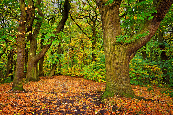 Ecclesall Woods in Autumn  Picture Board by Darren Galpin