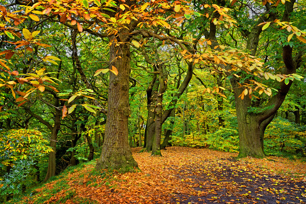 Ecclesall Woods in Autumn  Picture Board by Darren Galpin