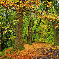 Buy canvas prints of Ecclesall Woods in Autumn  by Darren Galpin
