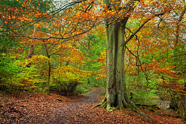 Autumn in Whitely Wood Picture Board by Darren Galpin