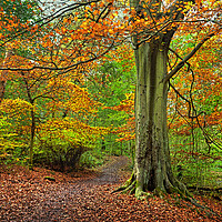 Buy canvas prints of Autumn in Whitely Wood by Darren Galpin