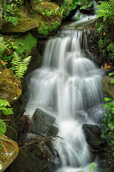 Endcliffe Park Waterfall                       Picture Board by Darren Galpin
