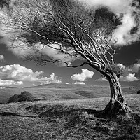 Buy canvas prints of Hawthorn Tree on Prewley Moor by Darren Galpin