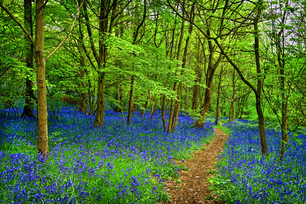 Bluebell Wood Picture Board by Darren Galpin