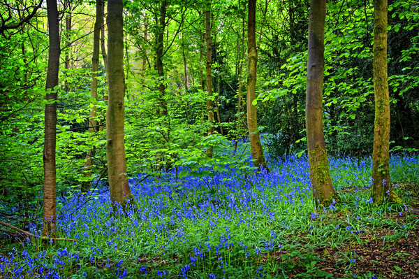Bluebell Wood  Picture Board by Darren Galpin