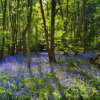Buy canvas prints of Bluebell Wood  by Darren Galpin