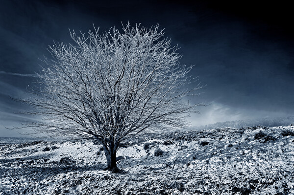 Lone tree on Lawrence Field Picture Board by Darren Galpin