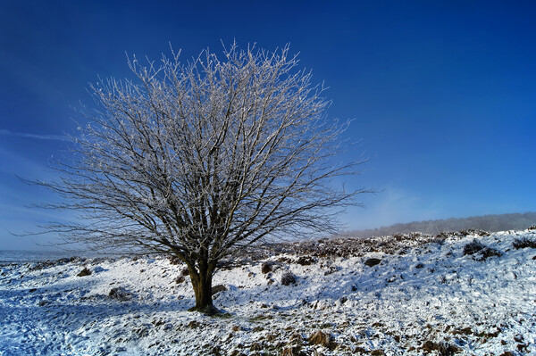 Lone tree on Lawrence Field Picture Board by Darren Galpin