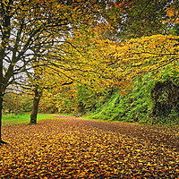 Buy canvas prints of Yeovil Country Park Walk by Darren Galpin