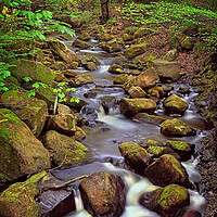 Buy canvas prints of Padley Gorge in Spring by Darren Galpin
