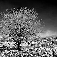 Buy canvas prints of Lone tree on Lawrence Field by Darren Galpin